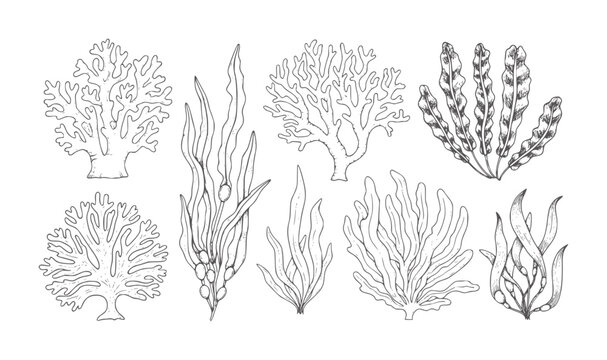Collection of hand drawn sea plants and corals in line style seaweed ocean nature