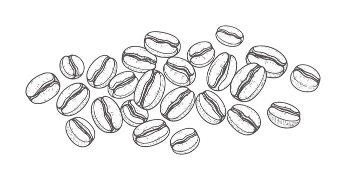 Hand drawn of scattered coffee beans with texture food drink beverage