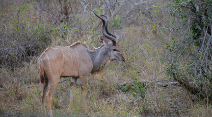 Afrikanische Tiere Männlicher groß Kudu Strepsiceros im Krüger National Park - Kruger Nationalpark Südafrika © vschlichting