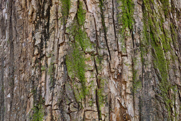 Obraz premium Tree bark texture with green moss growing on trunk