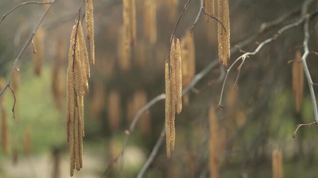 flowering of the common hazel. In the background with trees, other branches