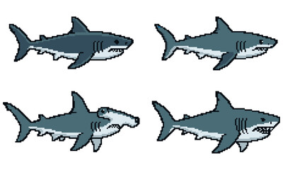 Fototapeta premium Four gray sharks swimming in different directions in the ocean water