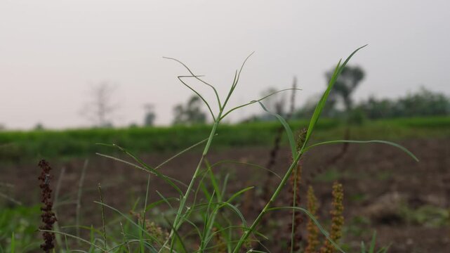 Cynodon dactylon grass. Its other names Bermuda, Dhoob, durva, ethana , dubo, dog's tooth ,Bahama , devil's grass, couch grass