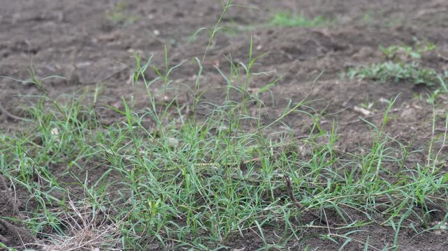 Cynodon dactylon grass. Its other names Bermuda, Dhoob, durva, ethana , dubo, dog's tooth ,Bahama , devil's grass, couch grass
