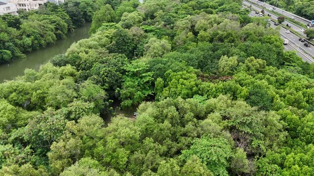 An aerial view reveals a serene tropical river winding through a lush, dense mangrove forest with vibrant green foliage reflecting on the calm water surface under a cloudy sky in a park setting.