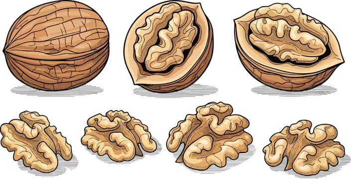 Textured illustration of whole, halved, and shelled walnuts