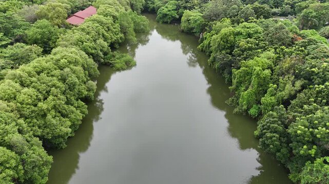 An aerial view reveals a serene tropical river winding through a lush, dense mangrove forest with vibrant green foliage reflecting on the calm water surface under a cloudy sky in a park setting.