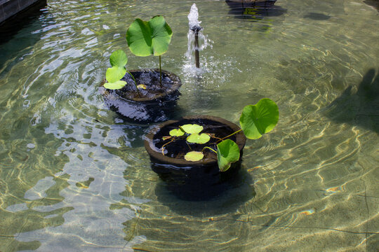 Lotus plants or Nelumbo nucifera in black pots submerged in a clear water pond with a small fountain creating surface ripples.