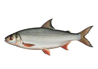 Obraz premium Gray fish swimming in clear water illustration isolated on transparent background,png,PNG