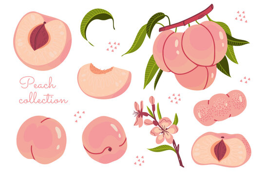 Peach illustration set on white background