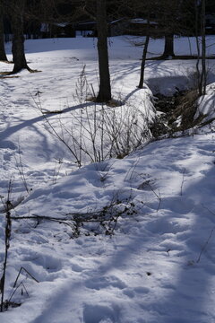 RUSCELLO NEL BOSCO INNEVATO