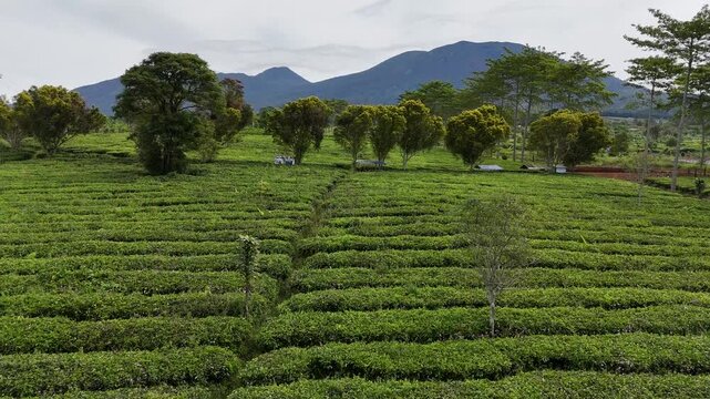 High-angle aerial drone footage reveals the mesmerizing geometric patterns and vibrant green textures of a vast, neatly terraced tea plantation spanning across a tropical highland landscape.
