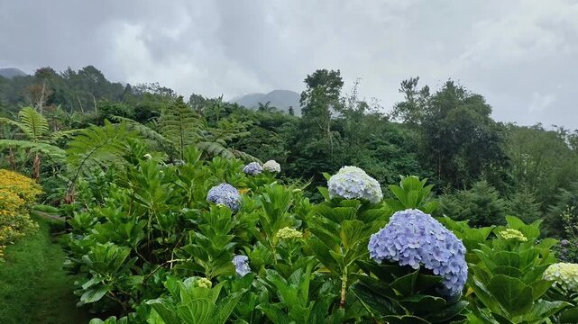 Vivid garden scene showcasing lush greenery and vibrant blue hydrangea blossoms beneath a cloudy sky