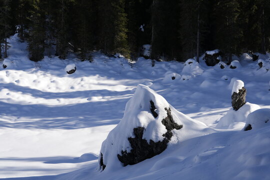 NEVE NELLA PINETA ALPINA