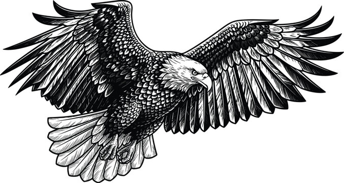 Detailed black and white hand drawn vintage eagle illustration soaring with spread wings, majestic bald eagle bird of prey vector for commercial design.