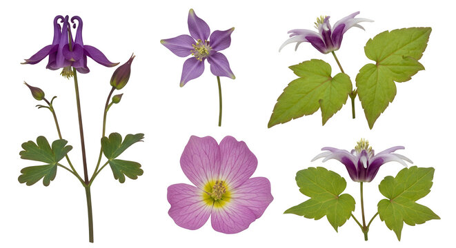Set of Aquilegia chrysantha and Epimedium versicolor frontal isolated png on a transparent background perfectly cutout high resolution