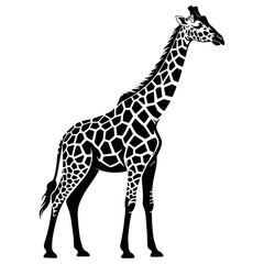 Obraz premium Standing giraffe silhouette black and white animal 1