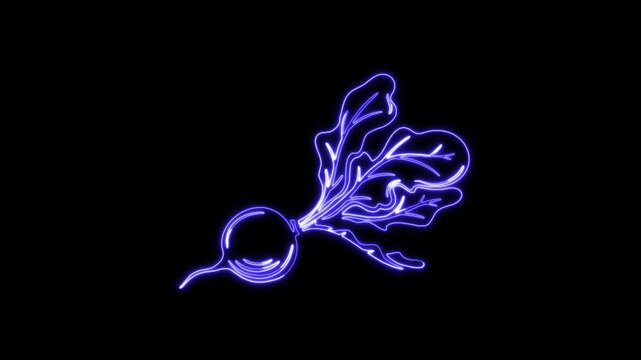 Blue Neon Outline of a Radish with Leaves on Black Background beet root vegetable