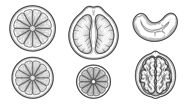 Black and white vector illustration set of fruits and nuts. Detailed hand-drawn citrus, walnut, cashew, and pomelo in a classic, retro sketch style. Ideal for natural food design.