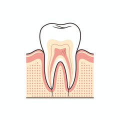 Detailed Cross-Sectional Diagram of a Healthy Human Tooth Structure. © faizz