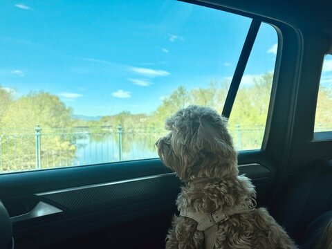 Cute fluffy dog harness car window river bridge blue sky pet travel lifestyle

