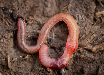 Fototapeta premium worm on the ground