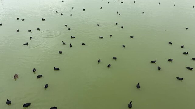 Cormorants swimming in the lake. Mogan Lake, Ankara. 4k video