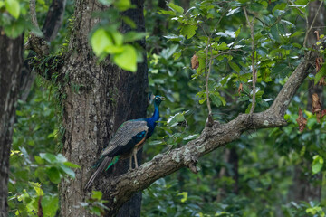 Fototapeta premium Male Peacock Perched on Tree Branch | Majestic Colors in the Wild