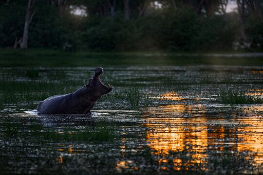 Sunset. Open muzzle mouth. African Hippo, Hippopotamus amphibius capensis, with evening sun, animal in the nature water habitat, Khwai, Moremi in Botswana, Africa. Wildlife scene from nature.