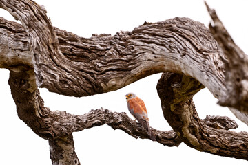 Lesser kestrel, Falco naumanni, small falcon bird on the old dry tree trunk. Lesser kestrel in the nature habitat, Chobe River in Botswana, Africa wildlife. Bird on the tree.