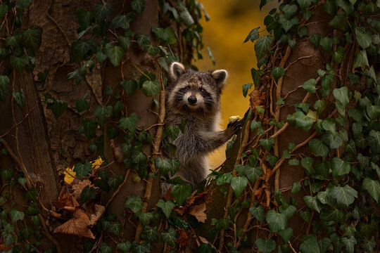 Common Raccoon, Procyon lotor, in the nature habitat, orange autuzmn forest, Czech Republic, Europe. Cute grey white black mammal in nature. Animal in forest, wildlife.