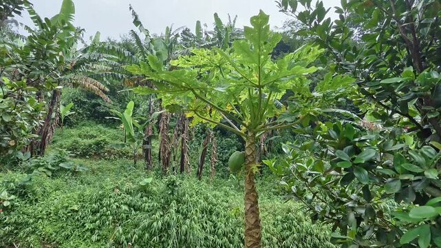 A verdant papaya orchard showcasing lush green leaves and ripening fruits in a thriving natural environment.