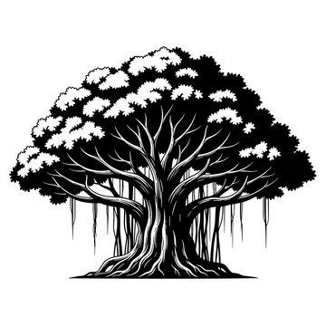 Large Banyan Tree with Hanging Roots