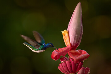 Fototapeta premium Flying hummingbird. Costa Rica nature. Hummingbird White-necked Jacobin, Florisuga mellivora, flying next to beautiful red flower heliconia with green forest in background.