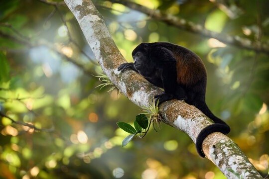 Black monkey Mantled Howler Monkey Alouatta palliata, nature habitat. Nature in Costa Rica, monkey. Animal in Costa Rica, Braulio Carrillo national park. Animal hidden in the green tropical forest.