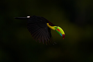 Obraz premium Keel-billed Toucan, Ramphastos sulfuratus, bird with big bill flying above the forest. Beautiful wildlife scene. Animal in nature forest habitat, Costa Rica. Flying tropical bird during strong rain.