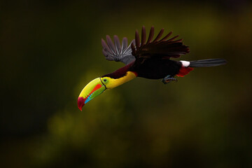 Keel-billed Toucan, Ramphastos sulfuratus, bird with big bill flying above the forest. Beautiful wildlife scene. Animal in nature forest habitat, Costa Rica. Flying tropical bird during strong rain. © ondrejprosicky