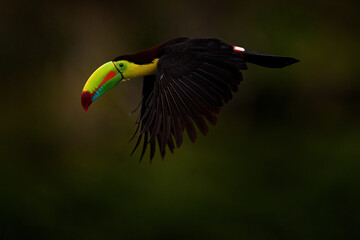 Obraz premium Keel-billed Toucan, Ramphastos sulfuratus, bird with big bill flying above the forest. Beautiful wildlife scene. Animal in nature forest habitat, Costa Rica. Flying tropical bird during strong rain.