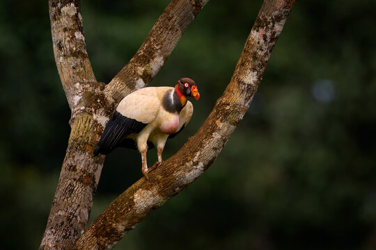 Costa Rica wildlife. Shake dust of plumage feather.  King vulture, Sarcoramphus papa, large bird from Colombia. Wildlife scene from tropical nature. Condor with red and orange head