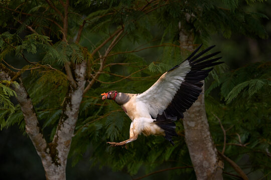 Vulture flight. King vulture, Sarcoramphus papa, large bird found in Central and South America. Flying bird, forest in the background. Wildlife scene from tropical nature.