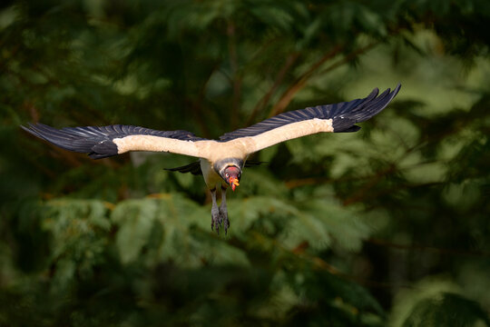 Vulture flight. King vulture, Sarcoramphus papa, large bird found in Central and South America. Flying bird, forest in the background. Wildlife scene from tropical nature.