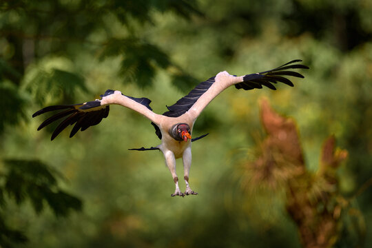 Vulture flight. King vulture, Sarcoramphus papa, large bird found in Central and South America. Flying bird, forest in the background. Wildlife scene from tropical nature.