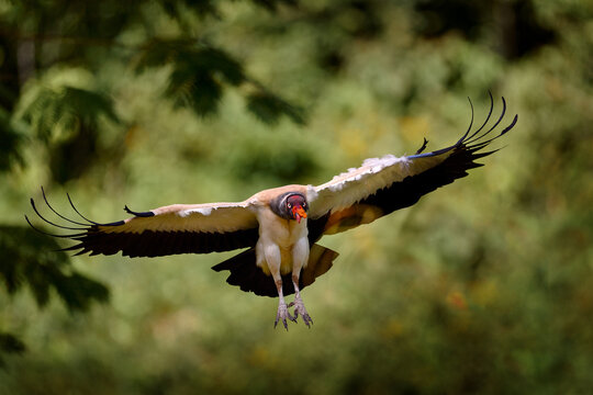 Vulture flight. King vulture, Sarcoramphus papa, large bird found in Central and South America. Flying bird, forest in the background. Wildlife scene from tropical nature.