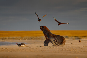 Sea lion catch the penguin bird. Sea lion, Otaria flavescens, on the beach with kill food. Beautiful animal by the ocean beach. Sea lion from the nature habitat, Bleaker Island, Falklands. © ondrejprosicky