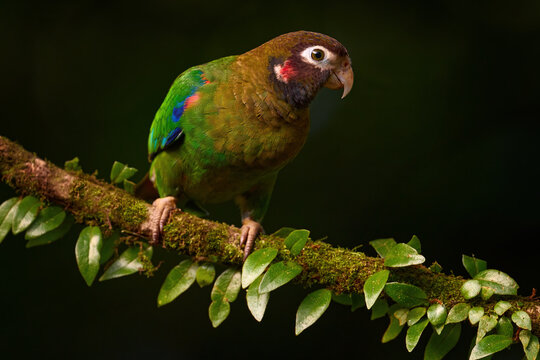 Parrot sunrise in Costa Rica. Birdwatching in nature. Tropic bird Brown-hooded parrot. Bird on palm tree, Pionopsitta haematotis, green parrot with brown head. Detail close-up portrait two birds.