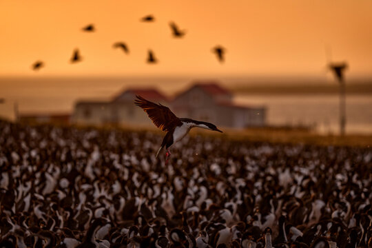 Big bird colony on Bleaker Island. Imperial Shag, Phalacrocorax atriceps, cormorant in flight, dark orange sunset sky, Falkland Islands. Action wildlife scene from nature. Cormorant fly, bird colony.