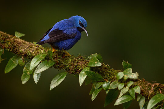 Blue tropic bird, close-up portrait. Shining Honeycreeper, Cyanerpes lucidus, wildlife from Costa Rica. Beautiful exotic forerst blue bird with yellow legs,  Central America. Detail of jungle animal.