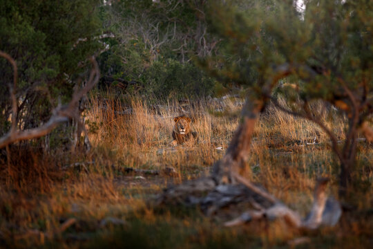 Africa lion landscape. Africa wildlife. Lion hidden in the green vegetation. Forest African lion in the nature habitat, green trees, Okavango delta, Botswana in Africa, red grass.
