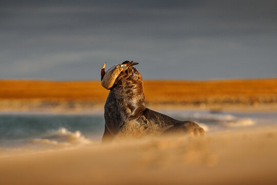 Sea lion catch the penguin bird. Sea lion, Otaria flavescens, on the beach with kill food. Beautiful animal by the ocean beach. Sea lion from the nature habitat, Bleaker Island, Falklands.