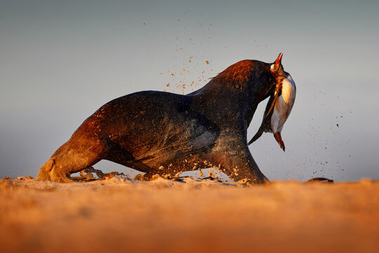 Sea lion catch the penguin. Sea lion, Otaria flavescens, on the beach with kill food. Beautiful animal by the ocean beach. Sea lion from the nature habitat, Bleaker Island, Falklands.